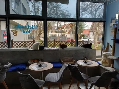 Kocia Kawiarnia Niebieski Kot